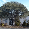 Social Clubhouse
