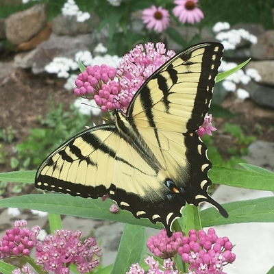 Trailside Nature and Science Center